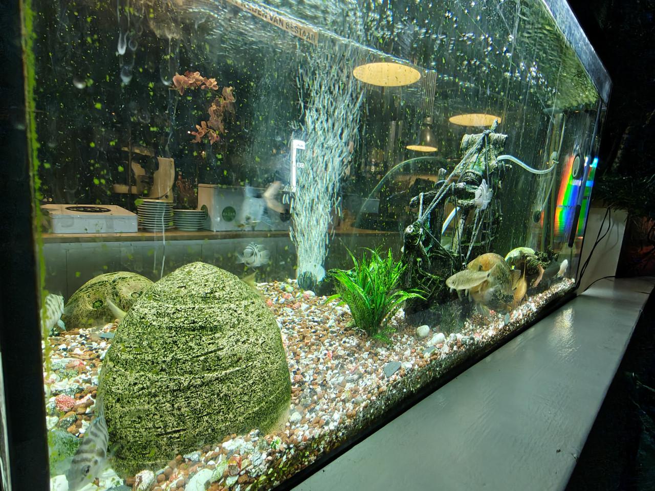 Prachtig groot aquarium inclusief vissen en alle toebehoren te koop!