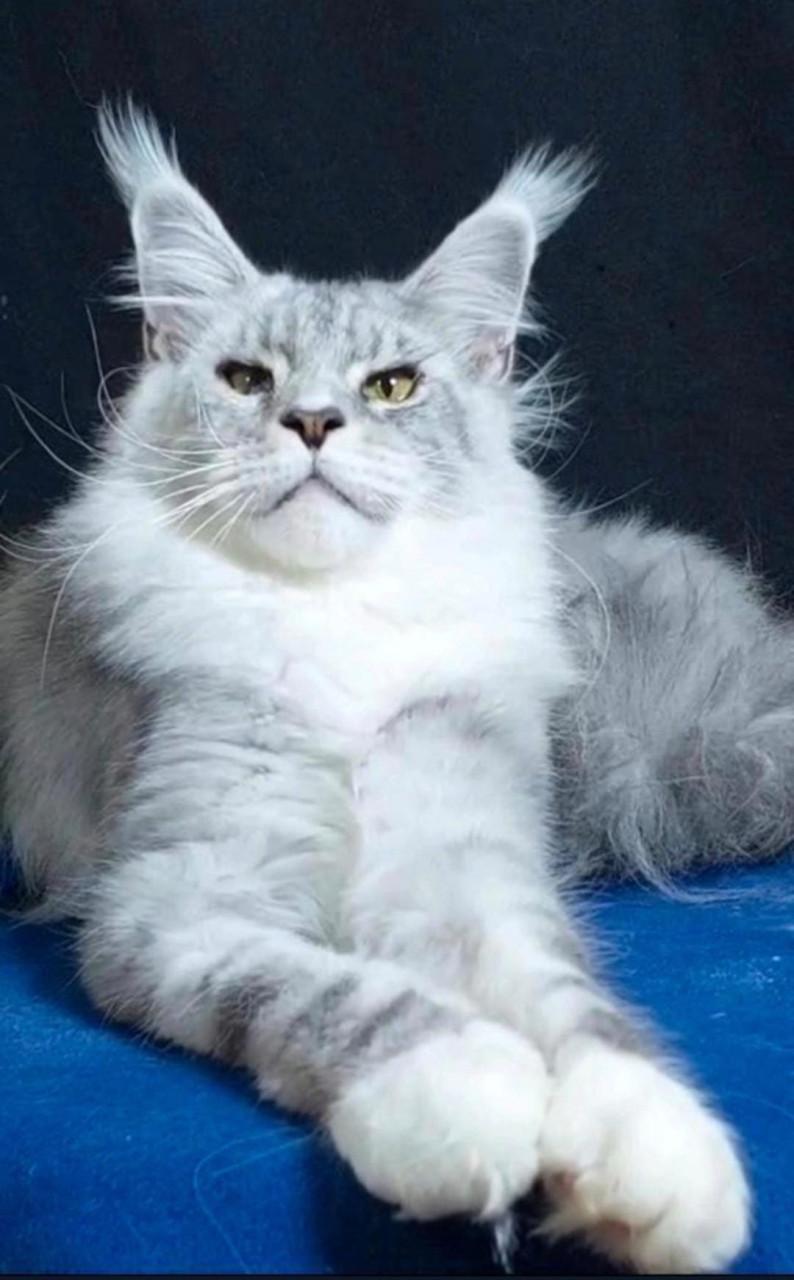 Maine coon dekkater met stamboom, shaded lijn,rusland