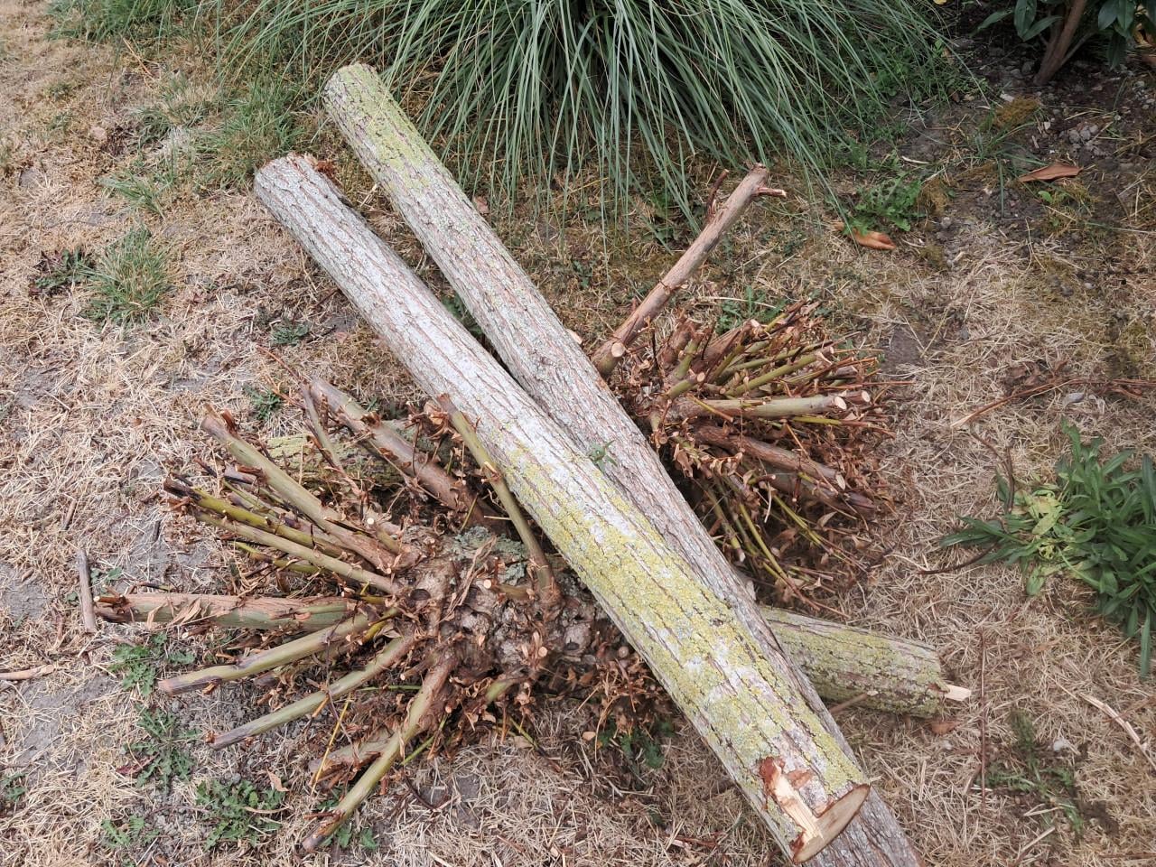 Haardhout wilgenhout