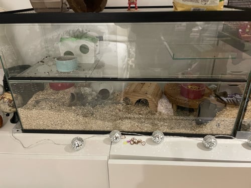 Gerbils (woestijnratjes)