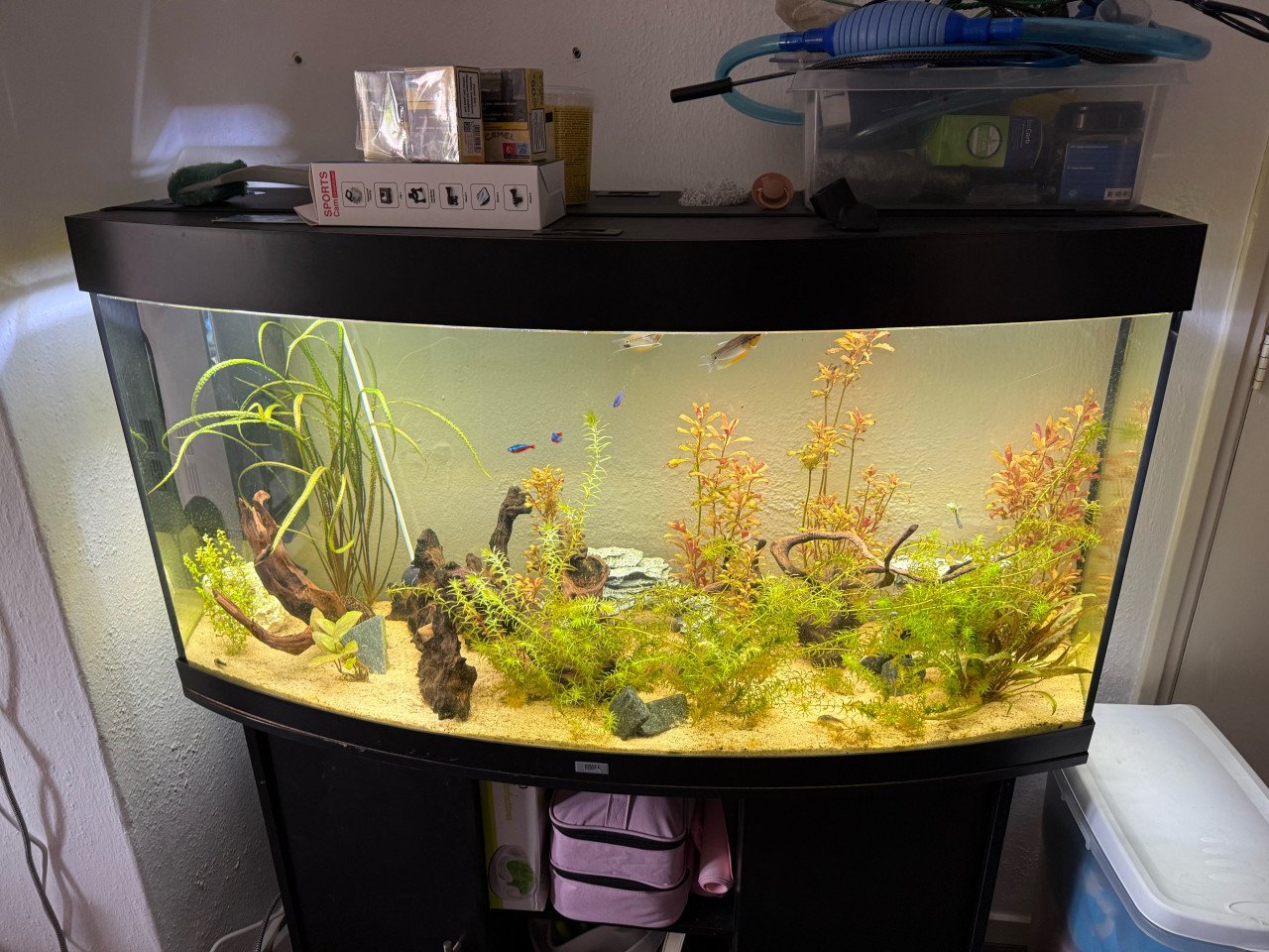 Vissen + aquarium