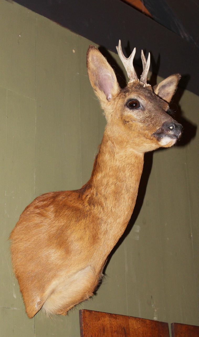 Statige ree (taxidermie)