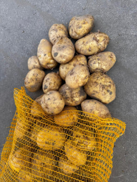 Frieslanders TE KOOP - puur en met de hand geoogst
