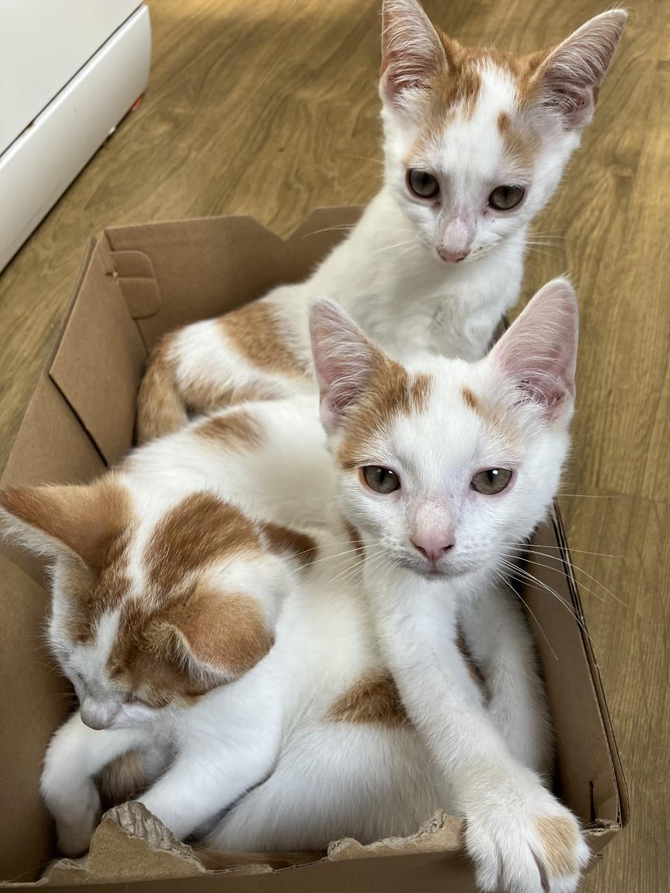 Kittens