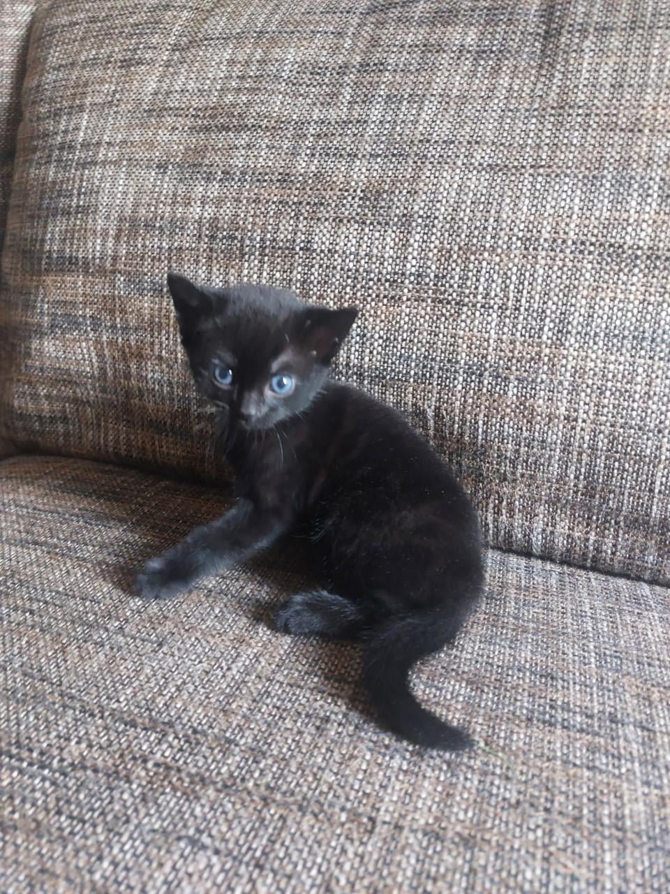 2 Zwarte Kittens M/V