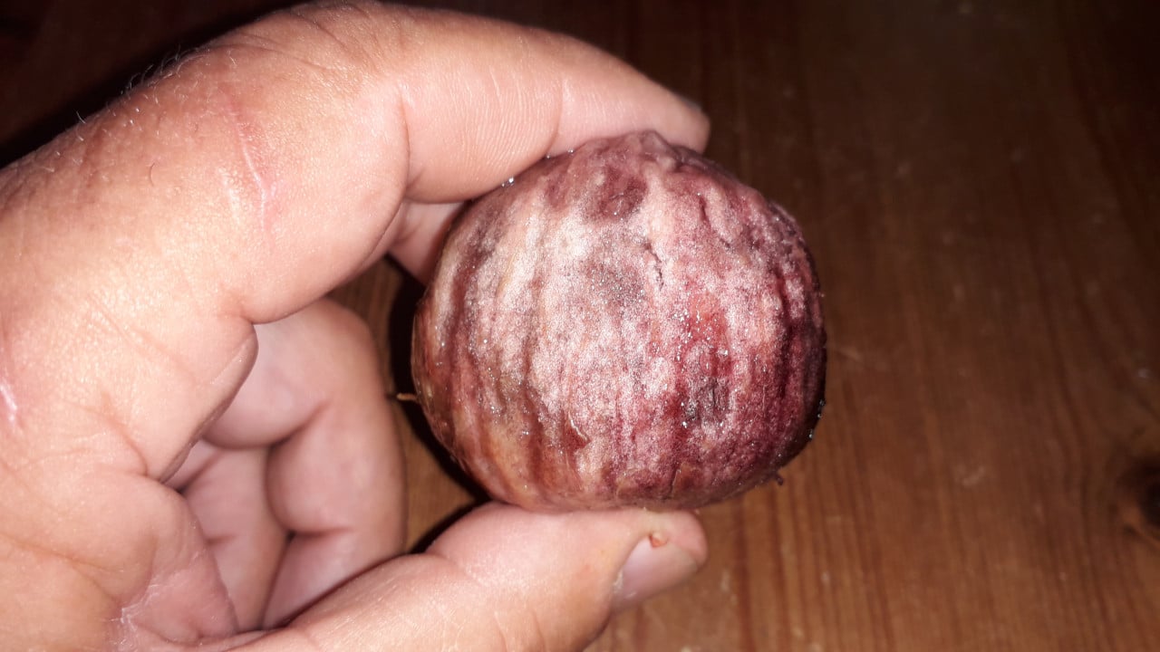 Vijg    vijgenplant in pot winterhard terhard
