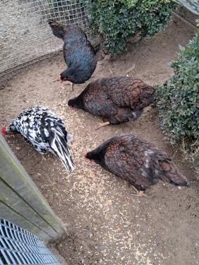 1 Dubbelgezoomde barnevelder te koop