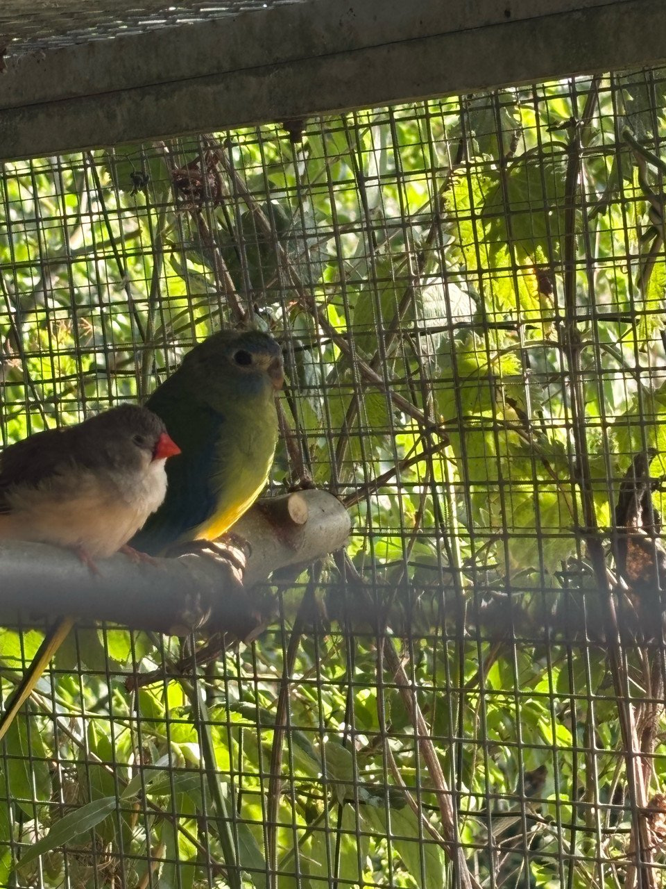 Turquisine parkieten