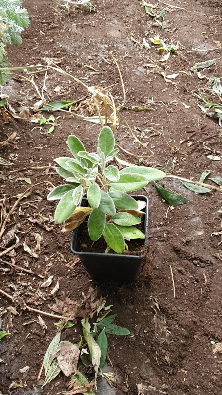 Diverse siergrassen en planten