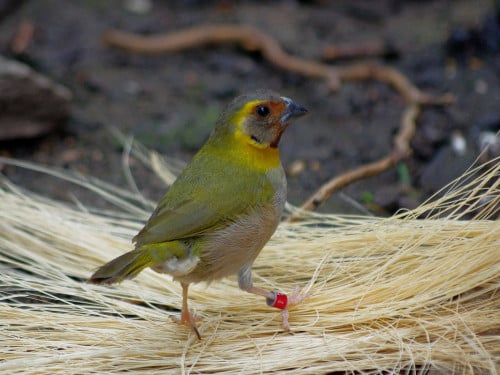 Vogels