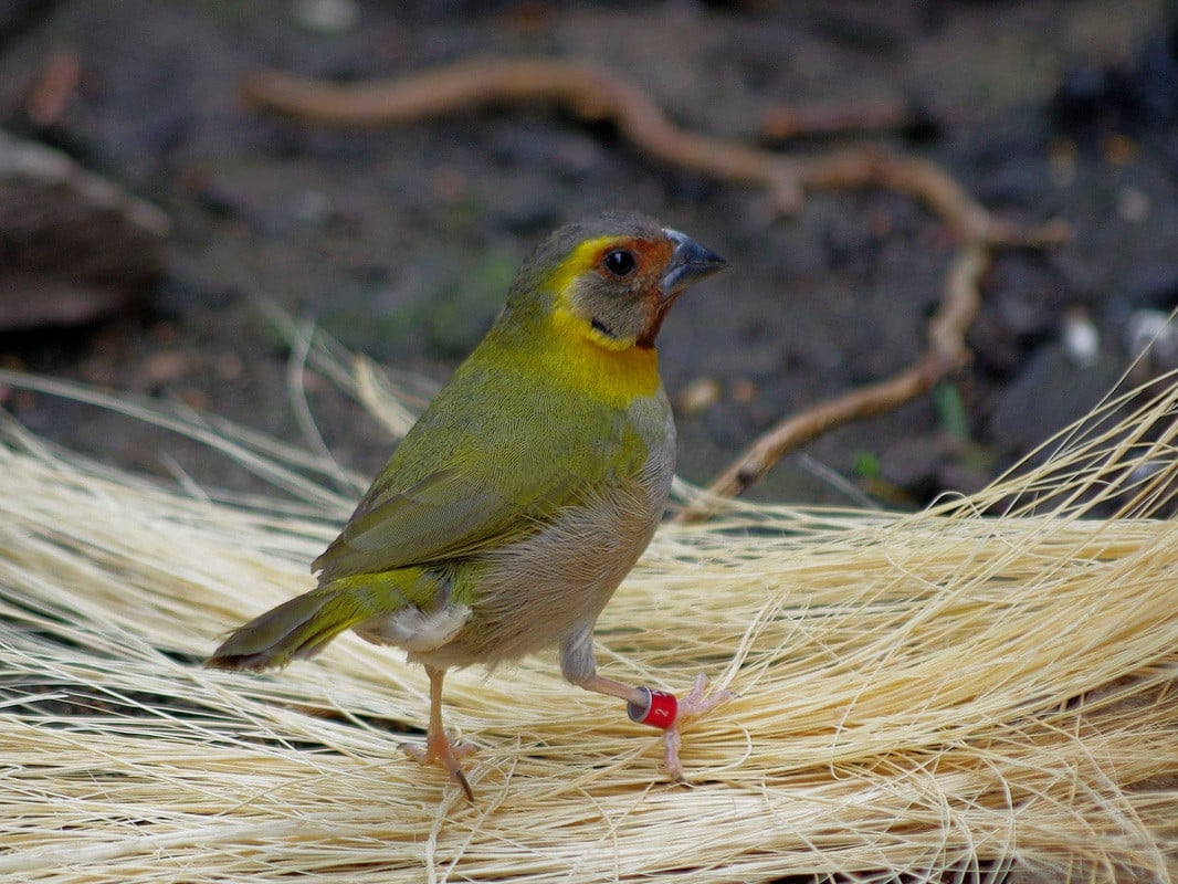 Vogels