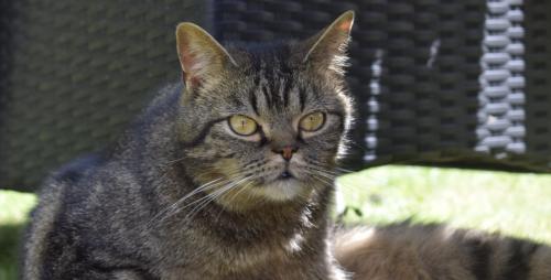 Bailey zoekt nieuwe thuis / de juiste klik