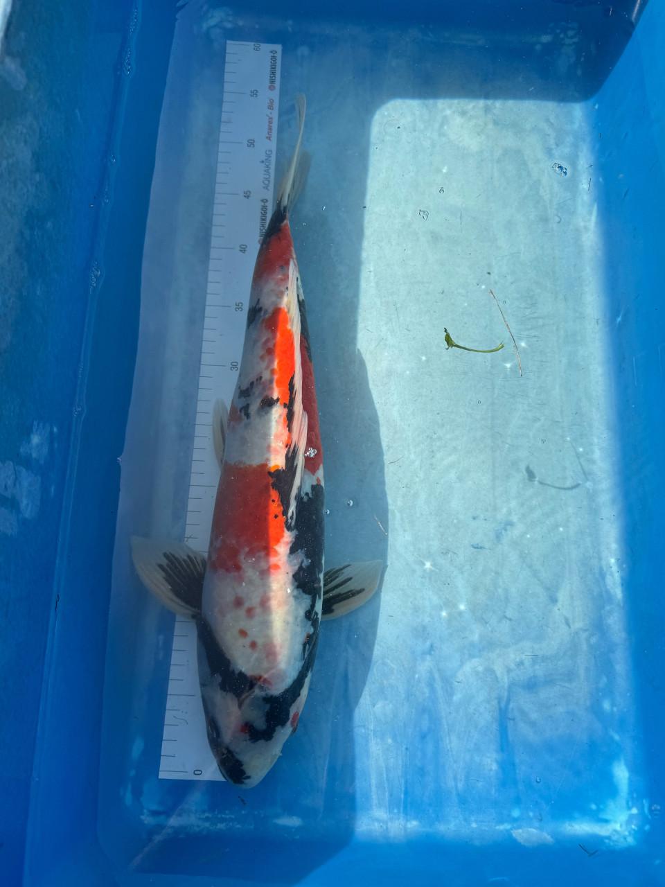 Koi Karpers en gras karper