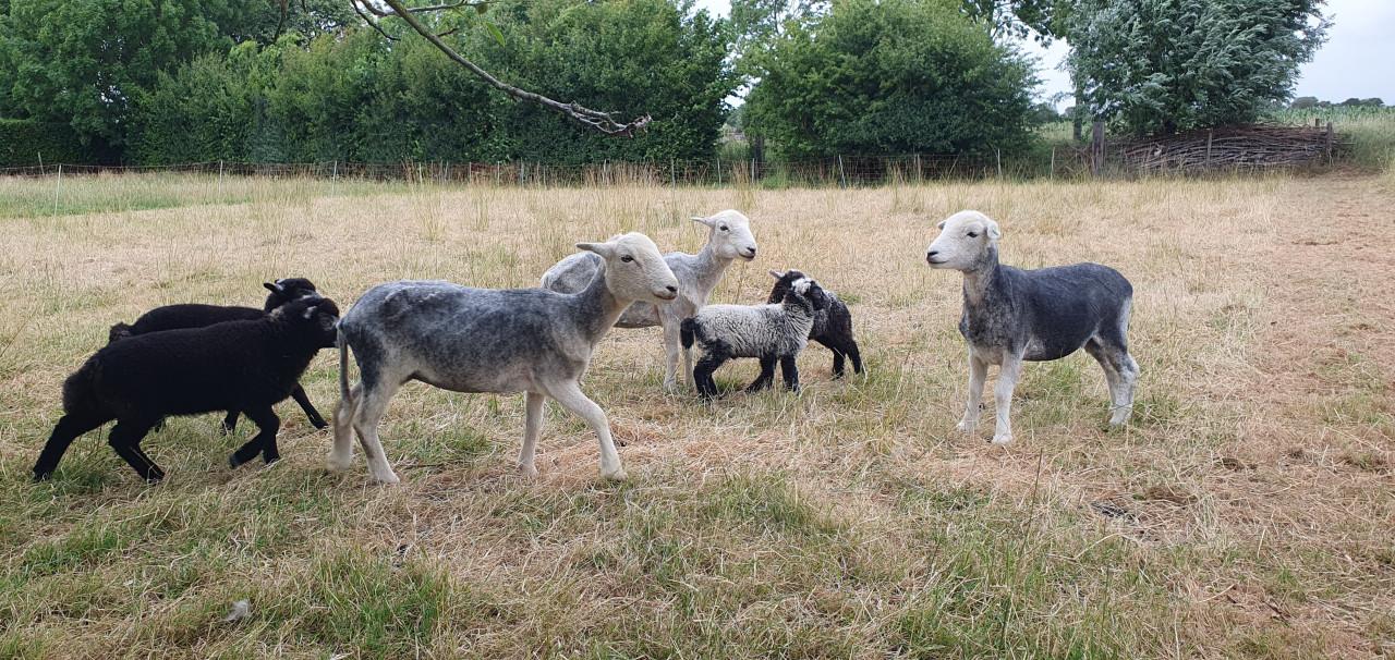 Herdwick met lammeren