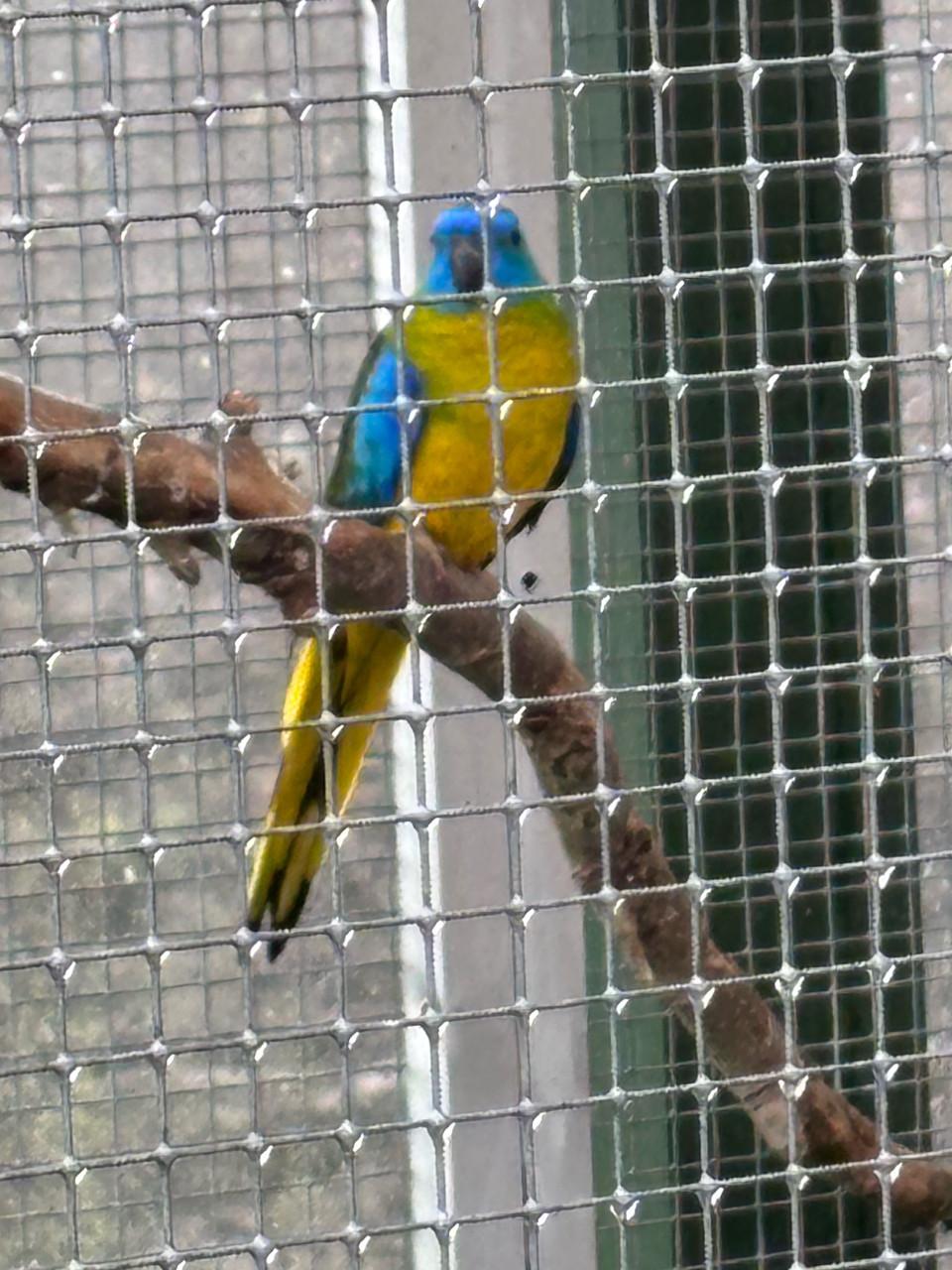 Te koop Turquisine parkiet man