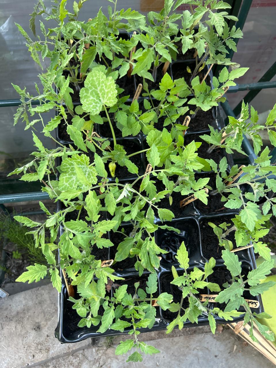 BIOLOGISCHE TOMATEN
