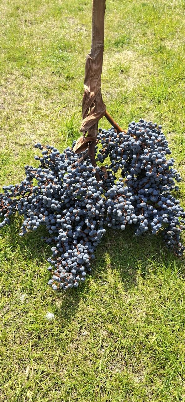 Palboom fortunei zaad hele tros €10