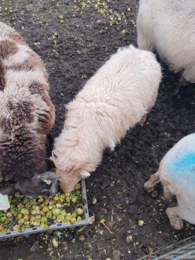 Lam lammeren schaap schapen diverse rassen