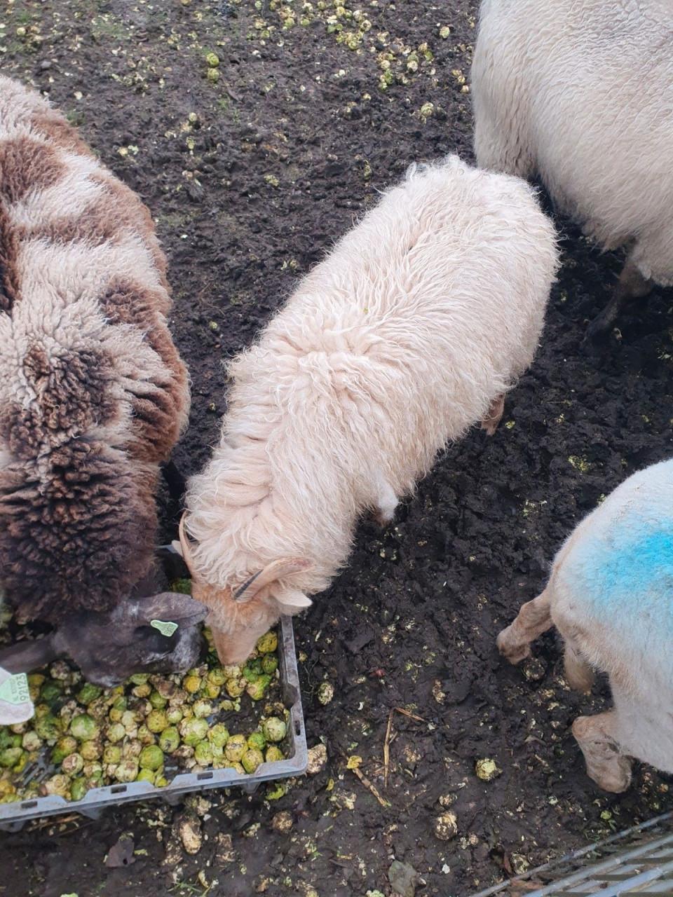 Lam lammeren schaap schapen diverse rassen