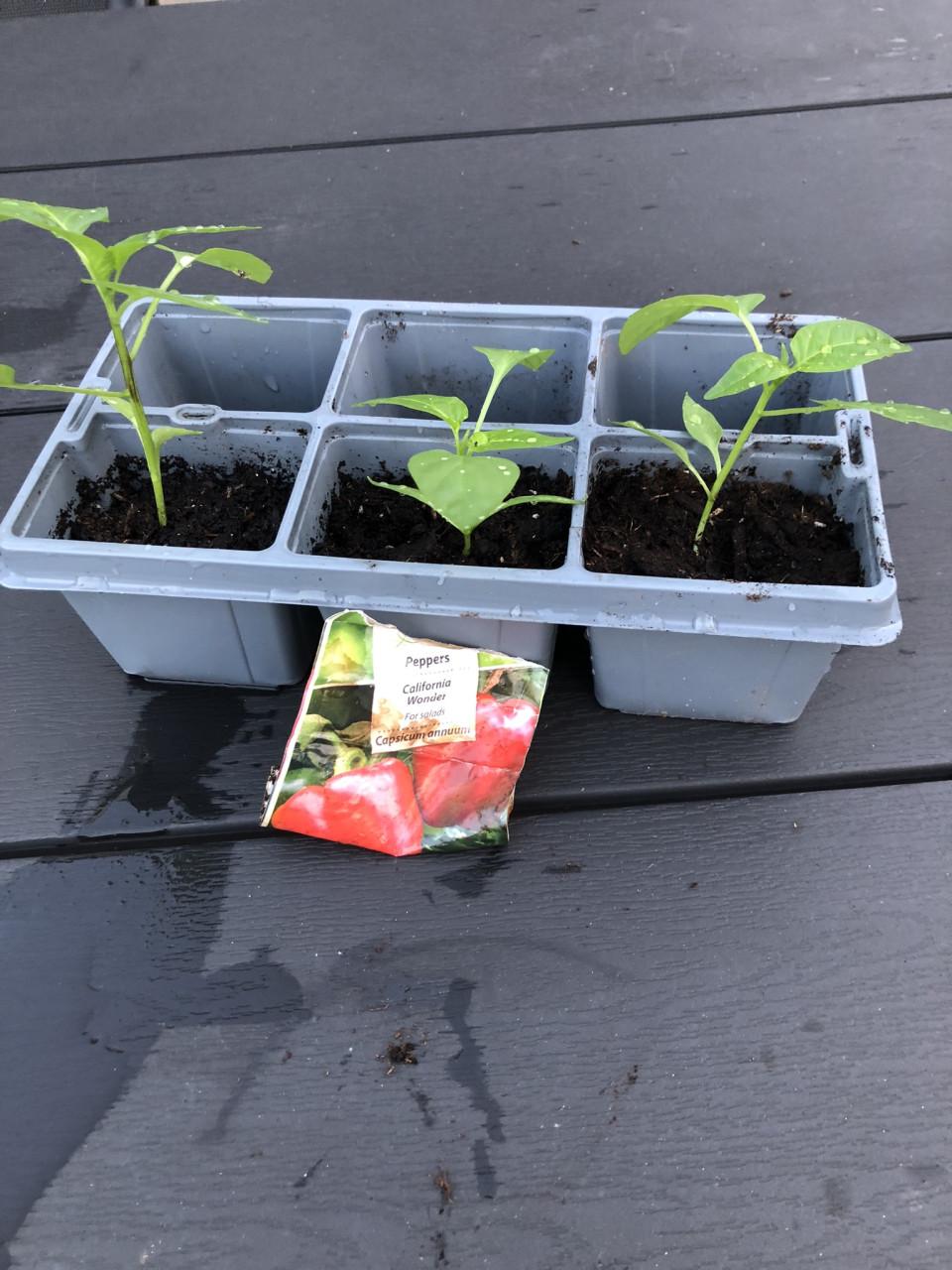 Te koop paprika plantjes.