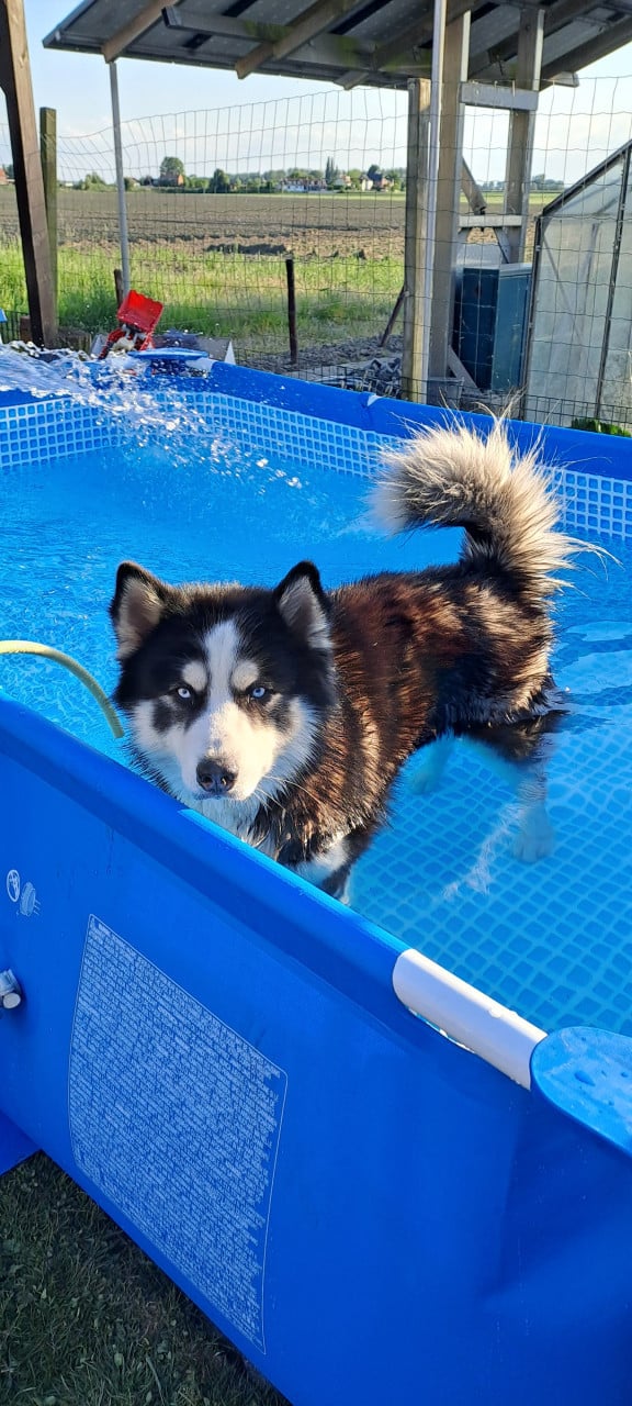Prachtige husky-puppy's op zoek naar een permanent thuis