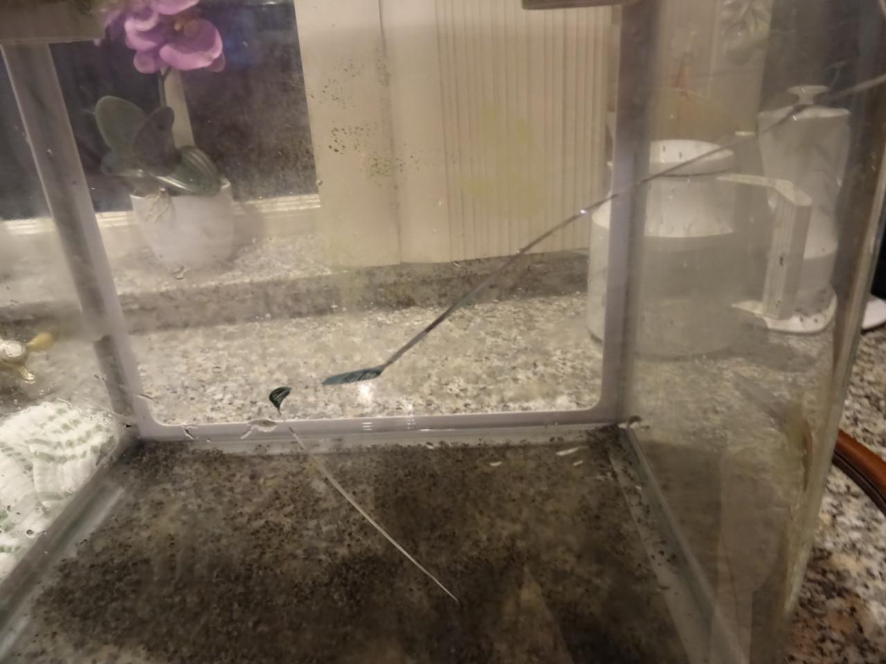 Gratis lekke aquarium op halen ??