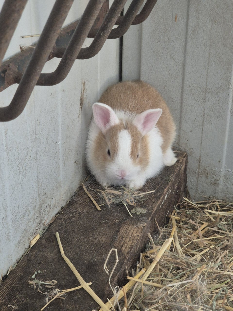 Babykonijntjes te koop!