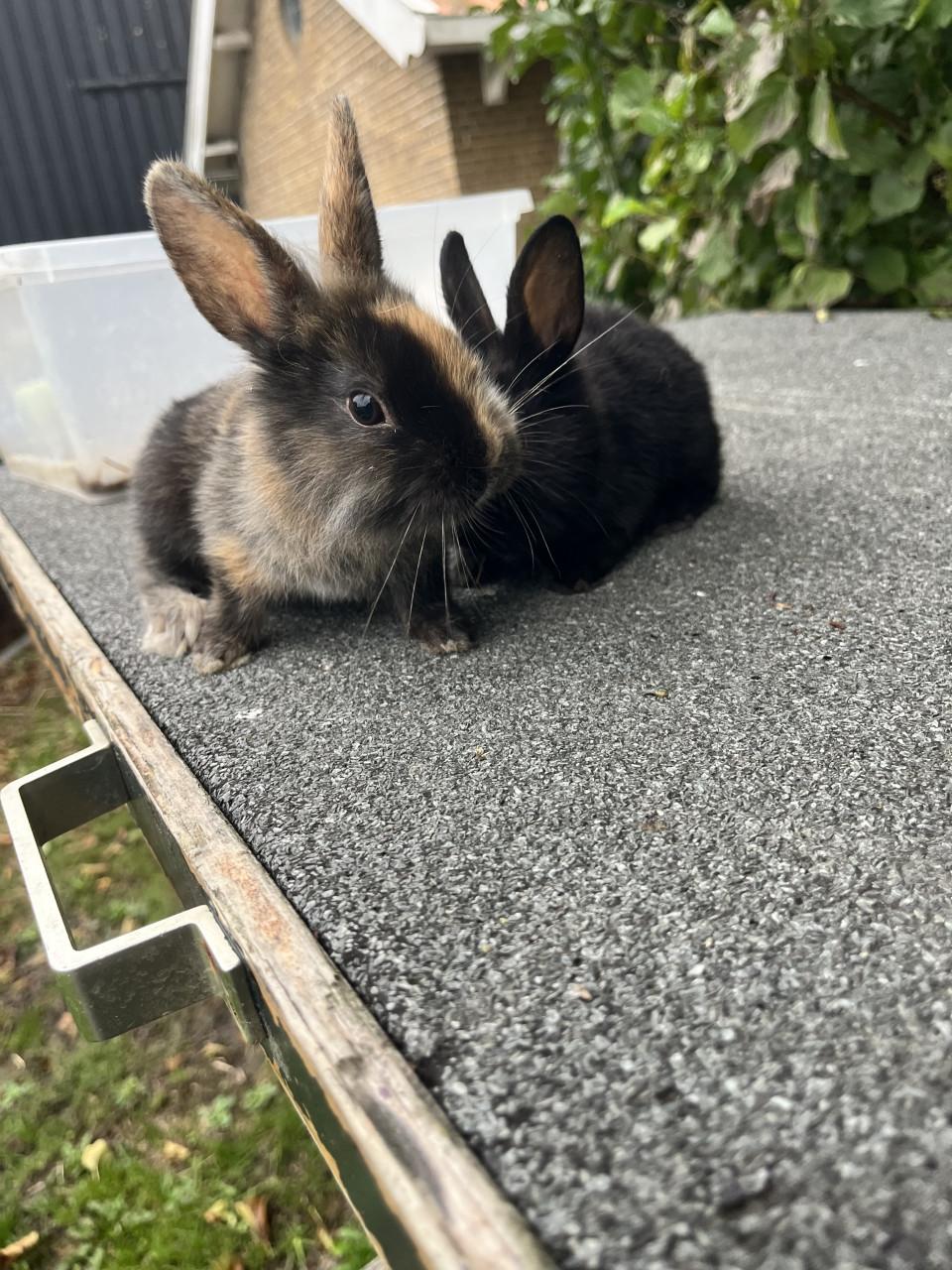 Baby konijntjes