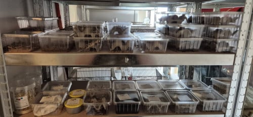 Levende voerder insecten