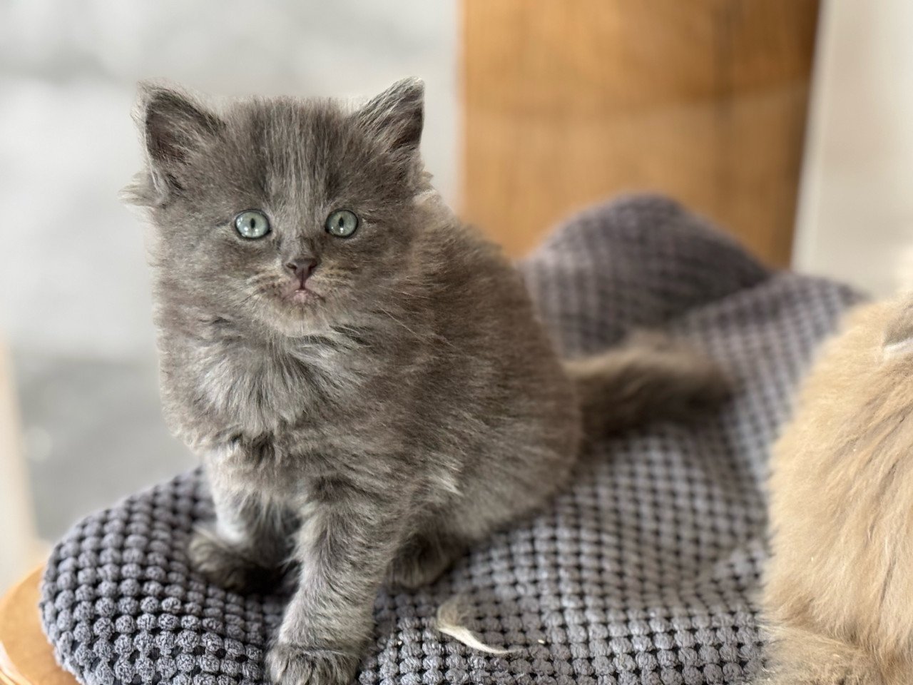 Super lief poesje Ragdoll x Nebelung poesje blauw / grijs