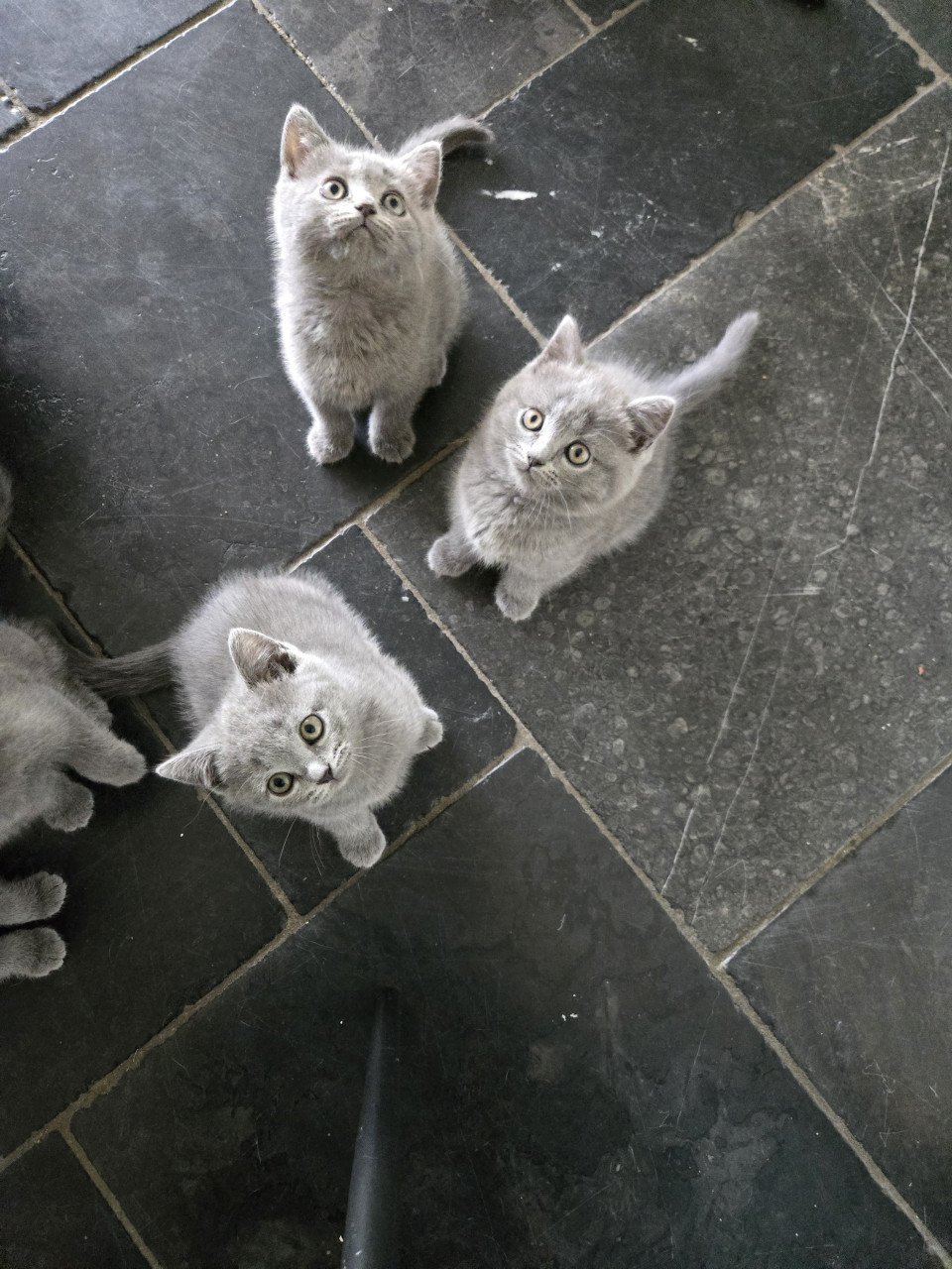 Britse korthaar kittens