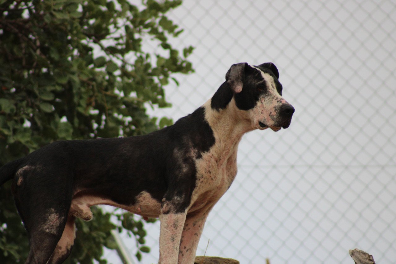 Alora Dog Rescue: Onyx, op tijd gered en nu klaar voor een nieuwe start