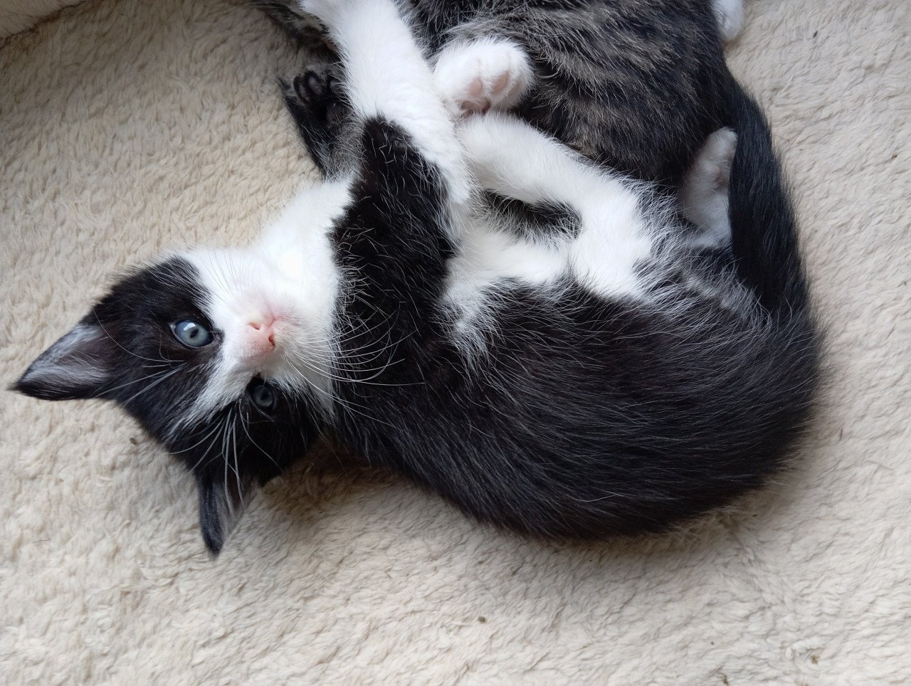 Kitten mannetje