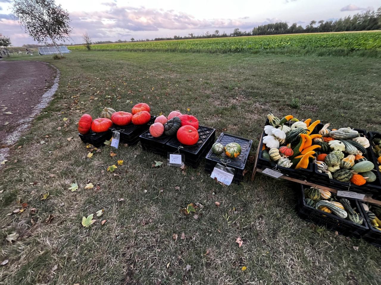 Pompoenen en kalebassen