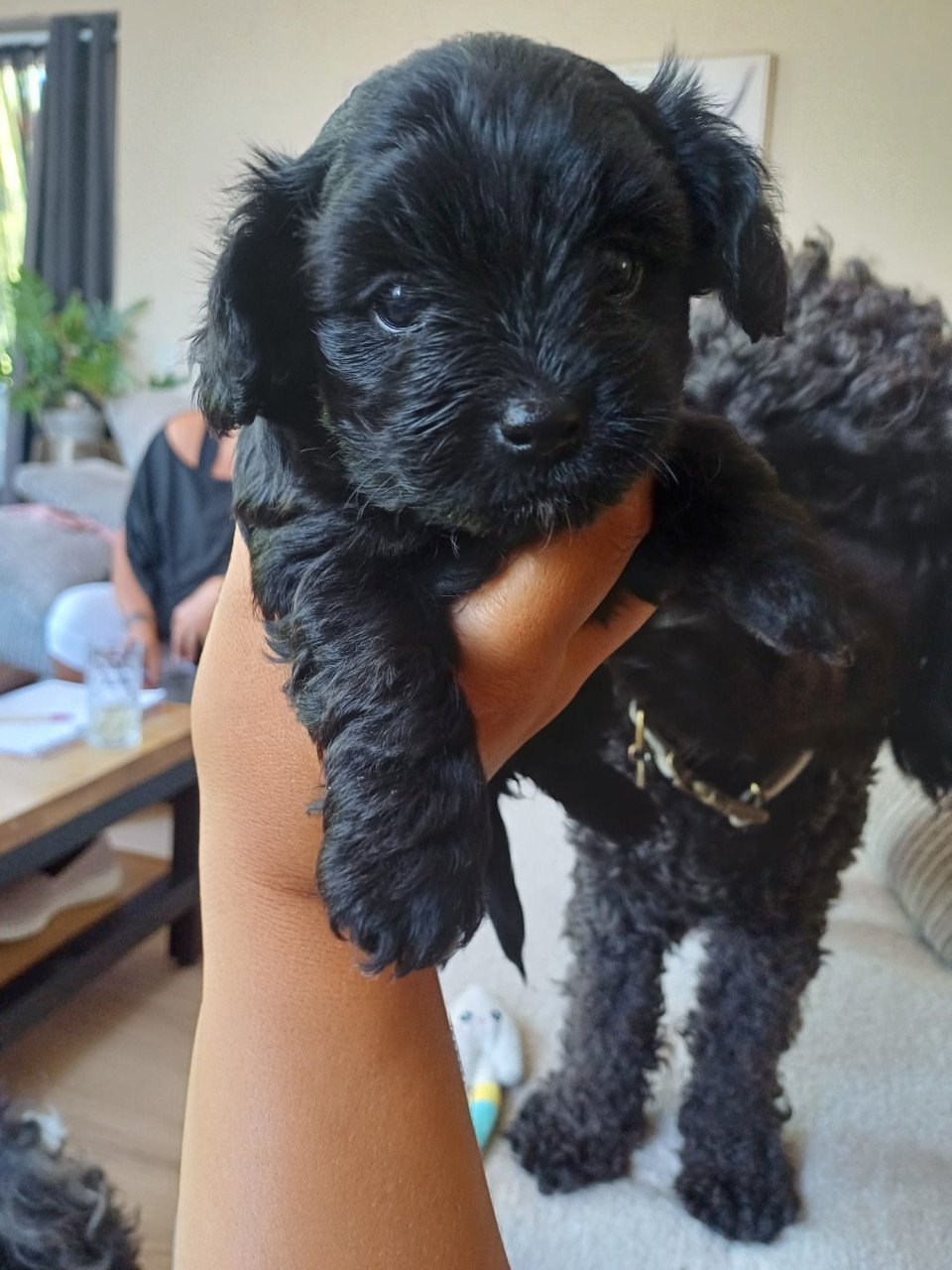 Puppies