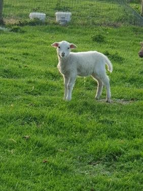 Schapen schaap lammeren lammetjes