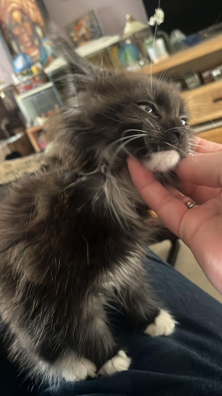 Maincoons kittens te koop