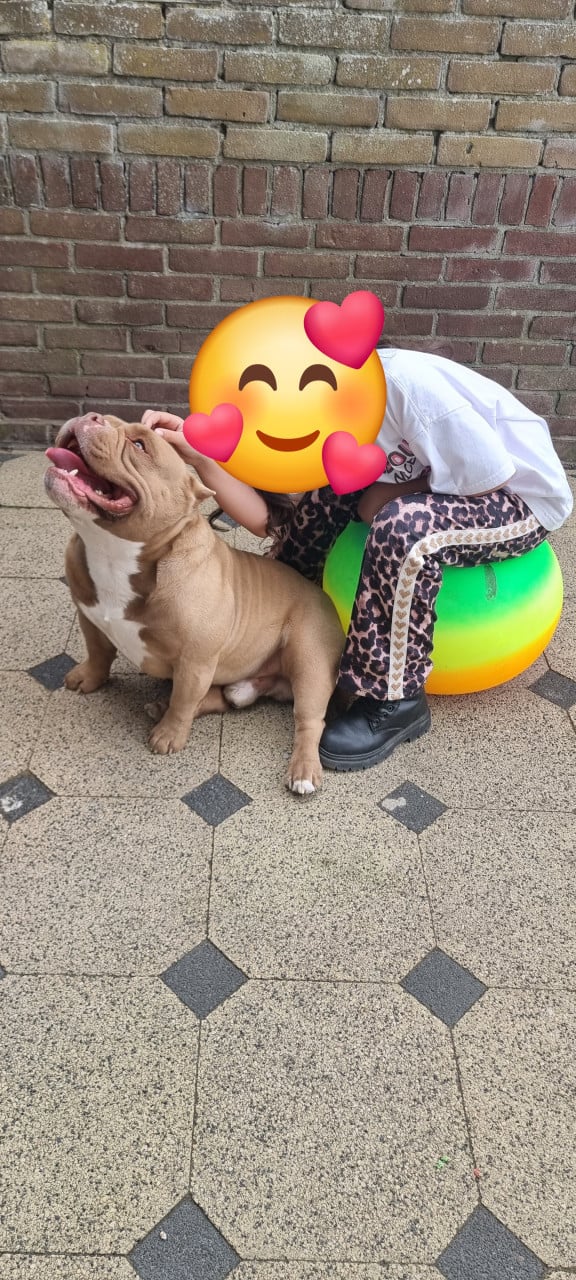 Micro Bully