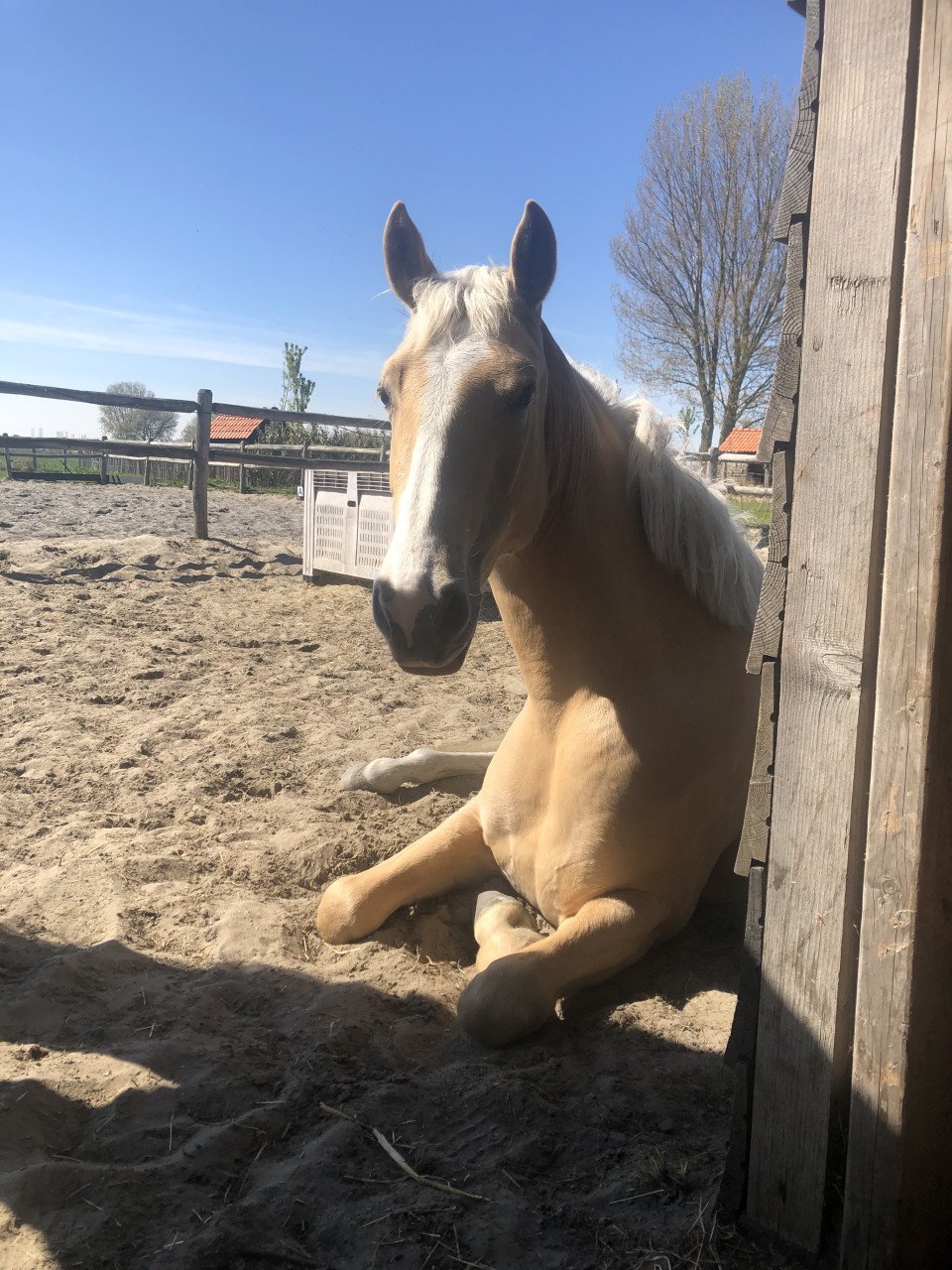 5-jarige Palomino PRE merrie