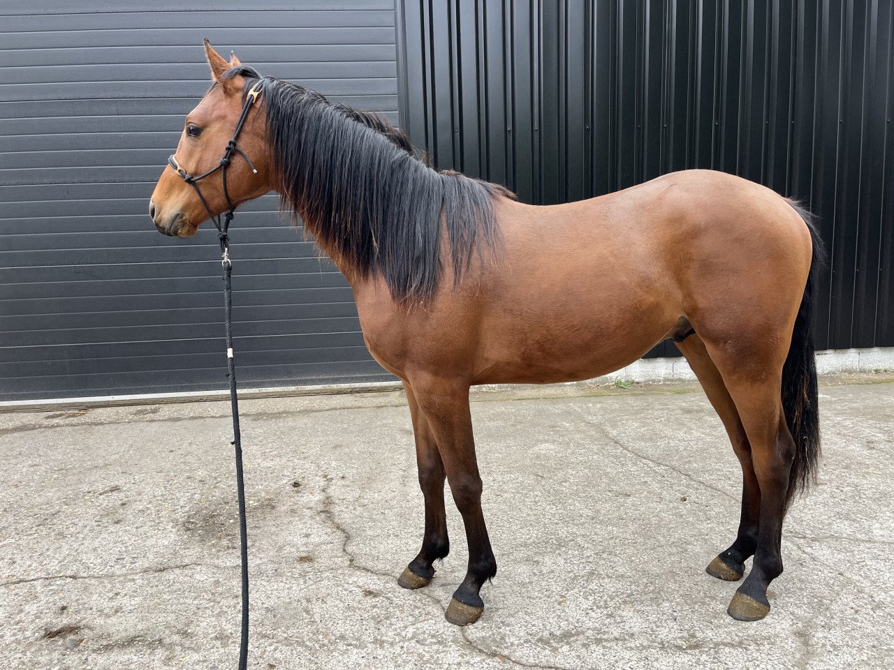 Tweejarige Partbred Arabier