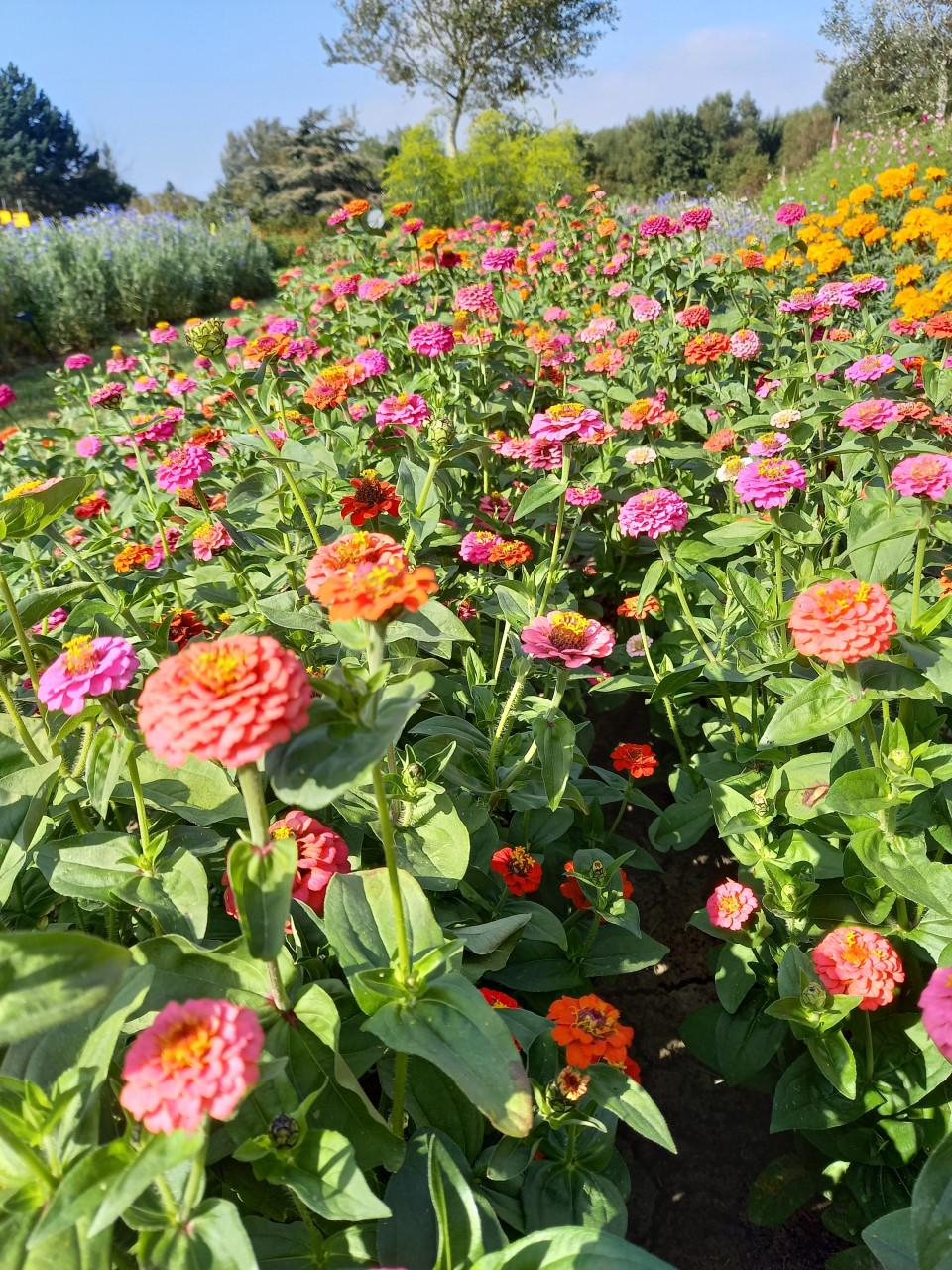 Een gezellig én voordelig uitje tussen de bloemen!
