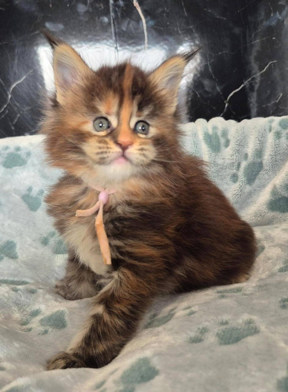 Maine coon dekkater volledig getest en kampioen op show