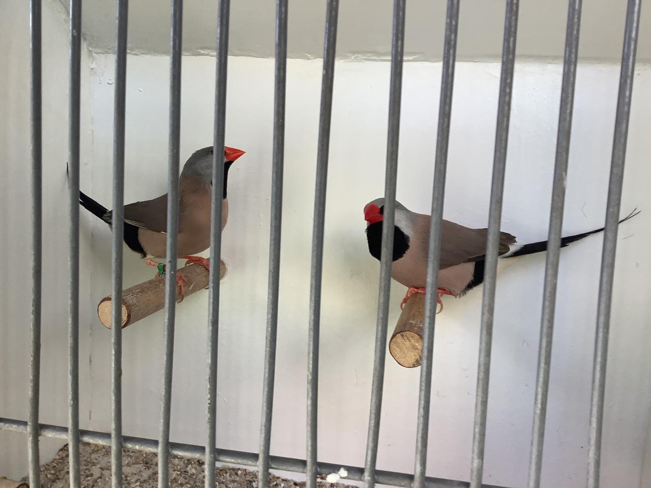 Koppel Spitsstaartamadines ( verkocht )