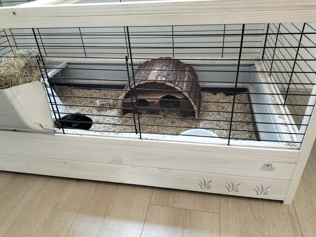 2 vrouwtjes cavia's (half jaar oud) met hok en toebehoren