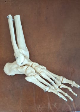 Anatomie voet- enkelmodel
