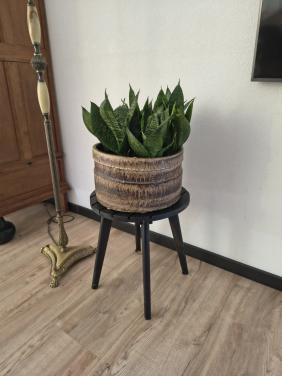 Dracenas in pot en met tafeltje