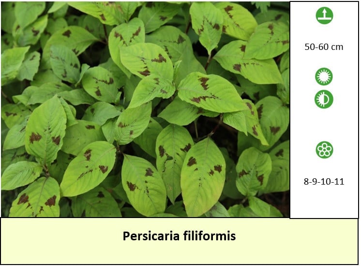 Ook vleestomatenplanten in ons plantenkraampje, €1,25 p/st. ++ TIP ++