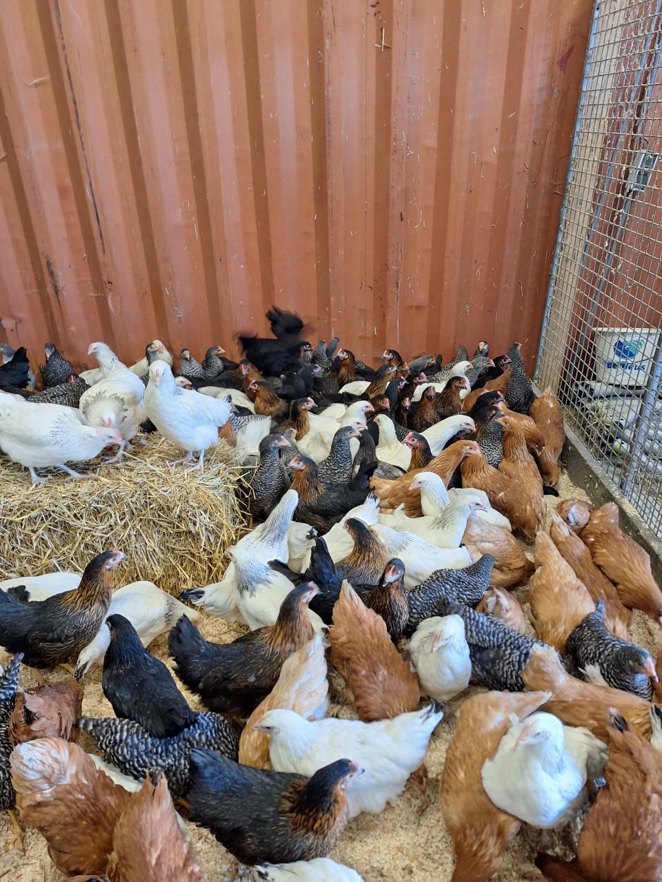 Jonge leghennen te koop