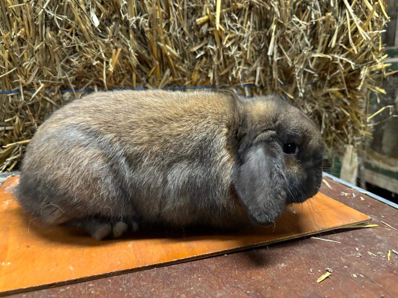 Jonge raszuivere Dwerghangoor rammetjes