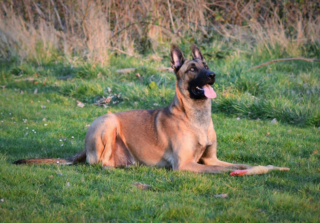 Aangeboden voor een superhuis: Prachtige Mechelse herder reu (4 jaar)